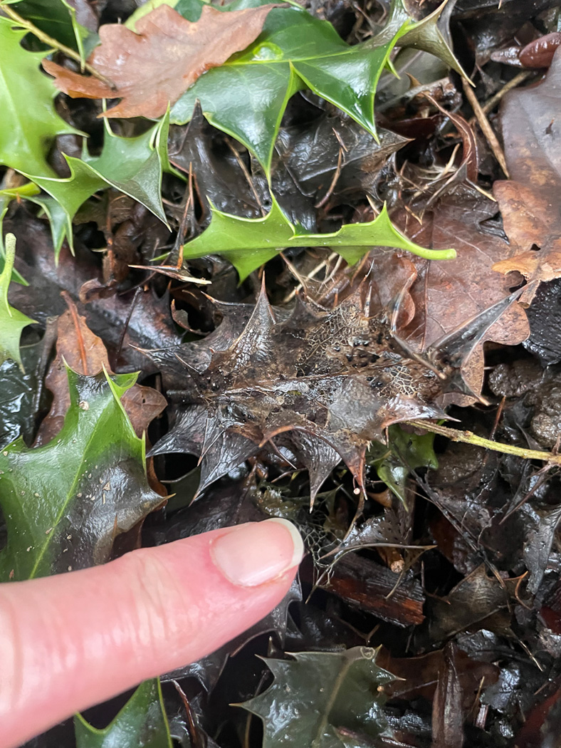 Photo © Sarah Ebdon Marasmius hudsonii by Sarah Ebdon